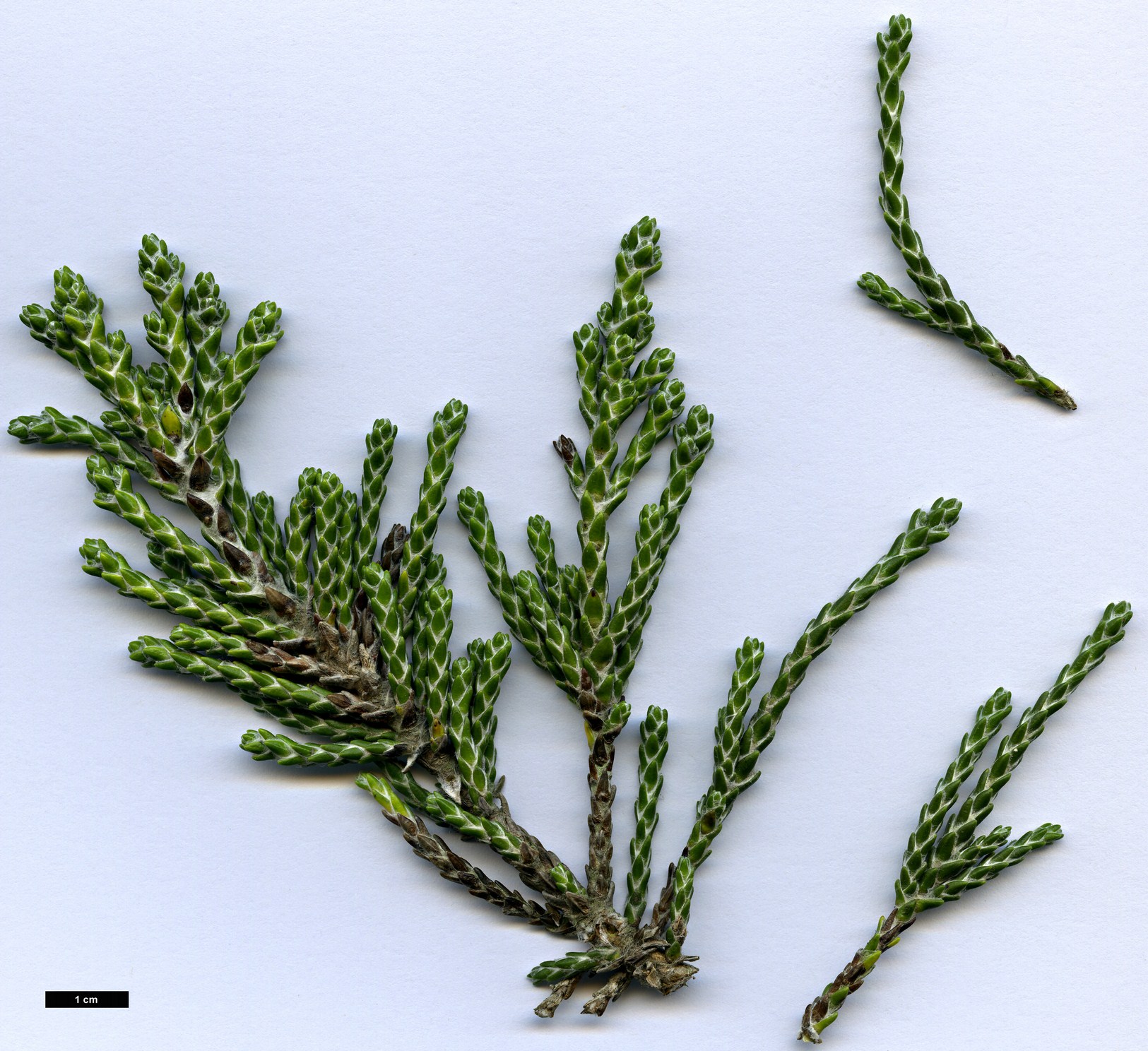 High resolution image: Family: Asteraceae - Genus: Ozothamnus - Taxon: selago